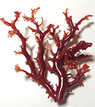 血赤珊瑚の原木