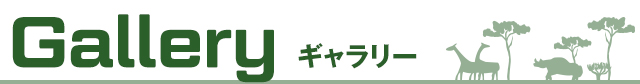 ギャラリー