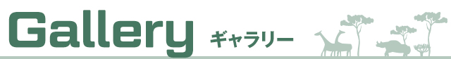 ギャラリー