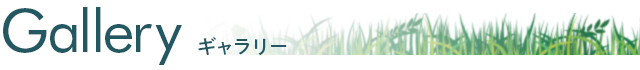 ギャラリー